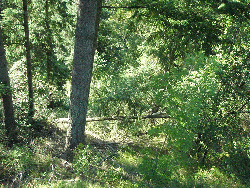 Nature trees1