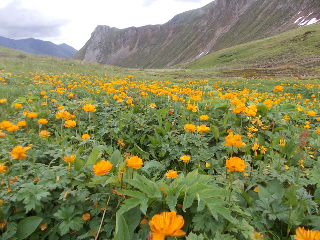 flowers snowline